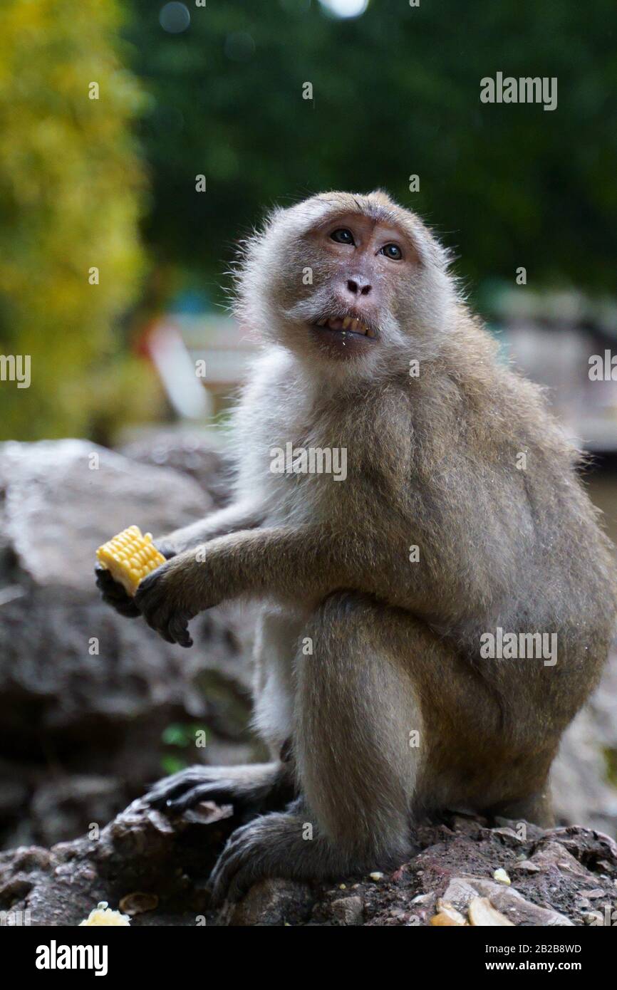 Monkey, asian, phuket, thailand Stock Photo