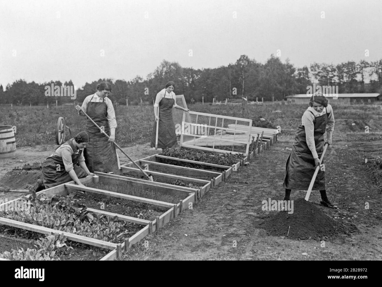 Women in Baerwalde in Brandenburg cultivate vegetable beds in boxes. Stock Photo
