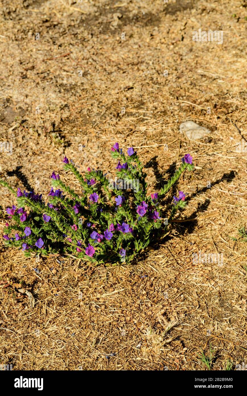 Echium plantagium a Drought tolerant invasive weed from South Australia will grow when nothing else will and has been used to keep stock alive Stock Photo