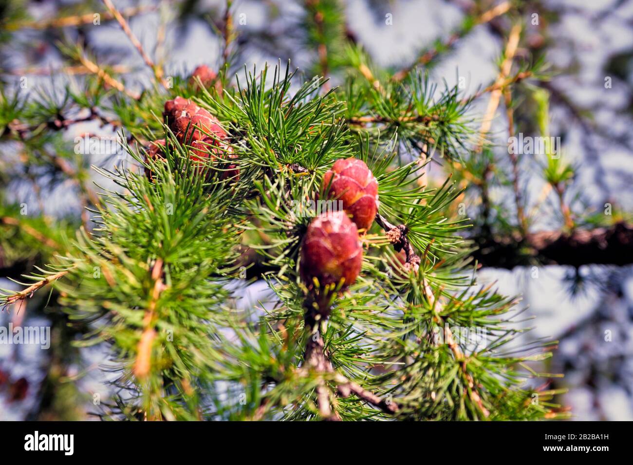 European larch tree. Larix decidua. Cones on a branch with green needles. Stock Photo