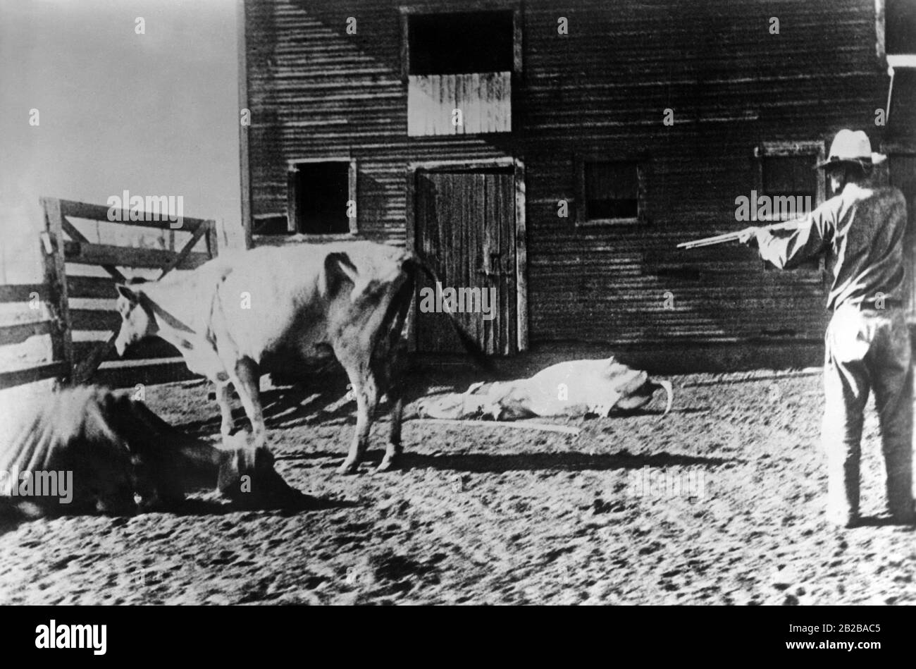 Farmer misery: A farmer in Oklahoma has to shoot his cattle because of the drought. Stock Photo