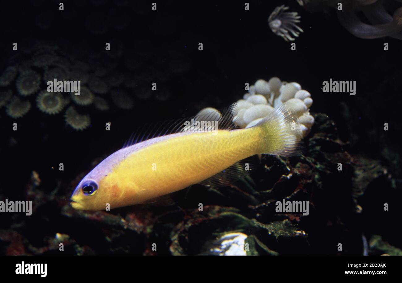 Diadem dottyback, Pseudochromis diadema Stock Photo