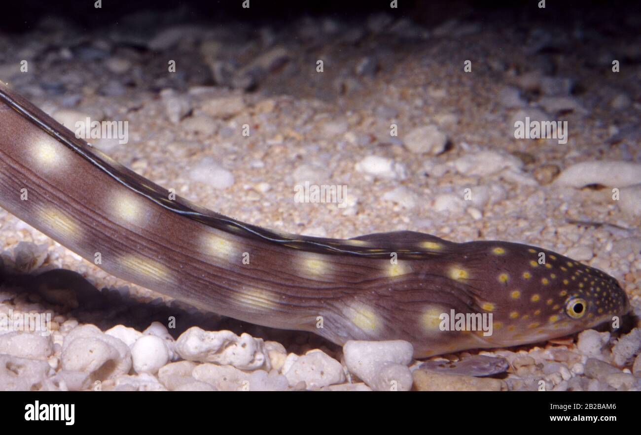 Sharptail eel, Myrichthys breviceps Stock Photo