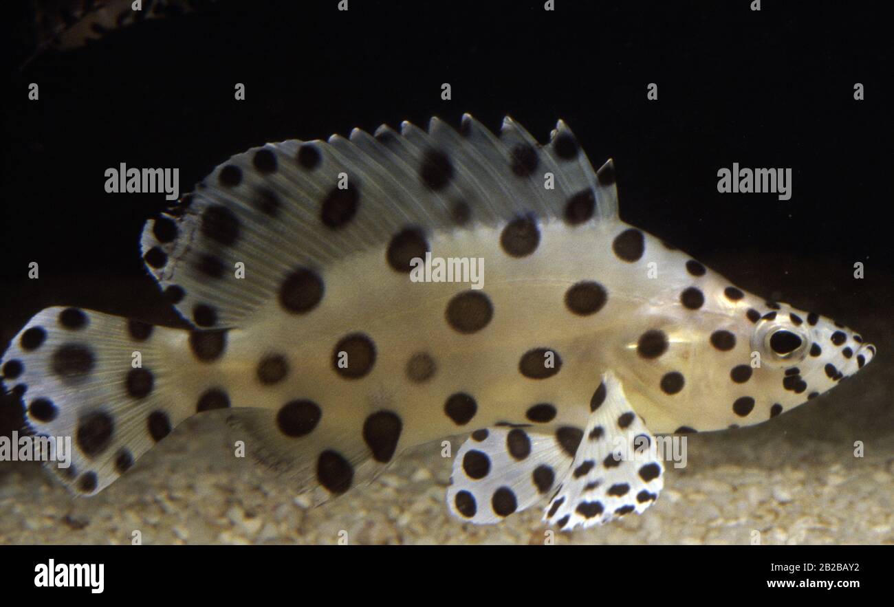 Humpback grouper or Pantherfish, Cromileptes altivelis Stock Photo