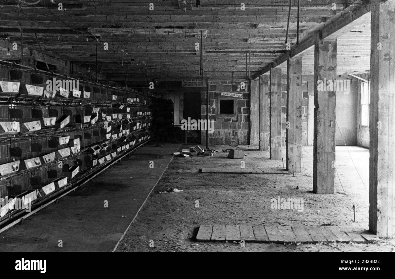 Global economic crisis: Hen houses in an uncompleted hotel in Miami and two signs: 'Please keep quiet, any unusual noises disturbs the hens' and 'Fresh eggs for sale'. Stock Photo