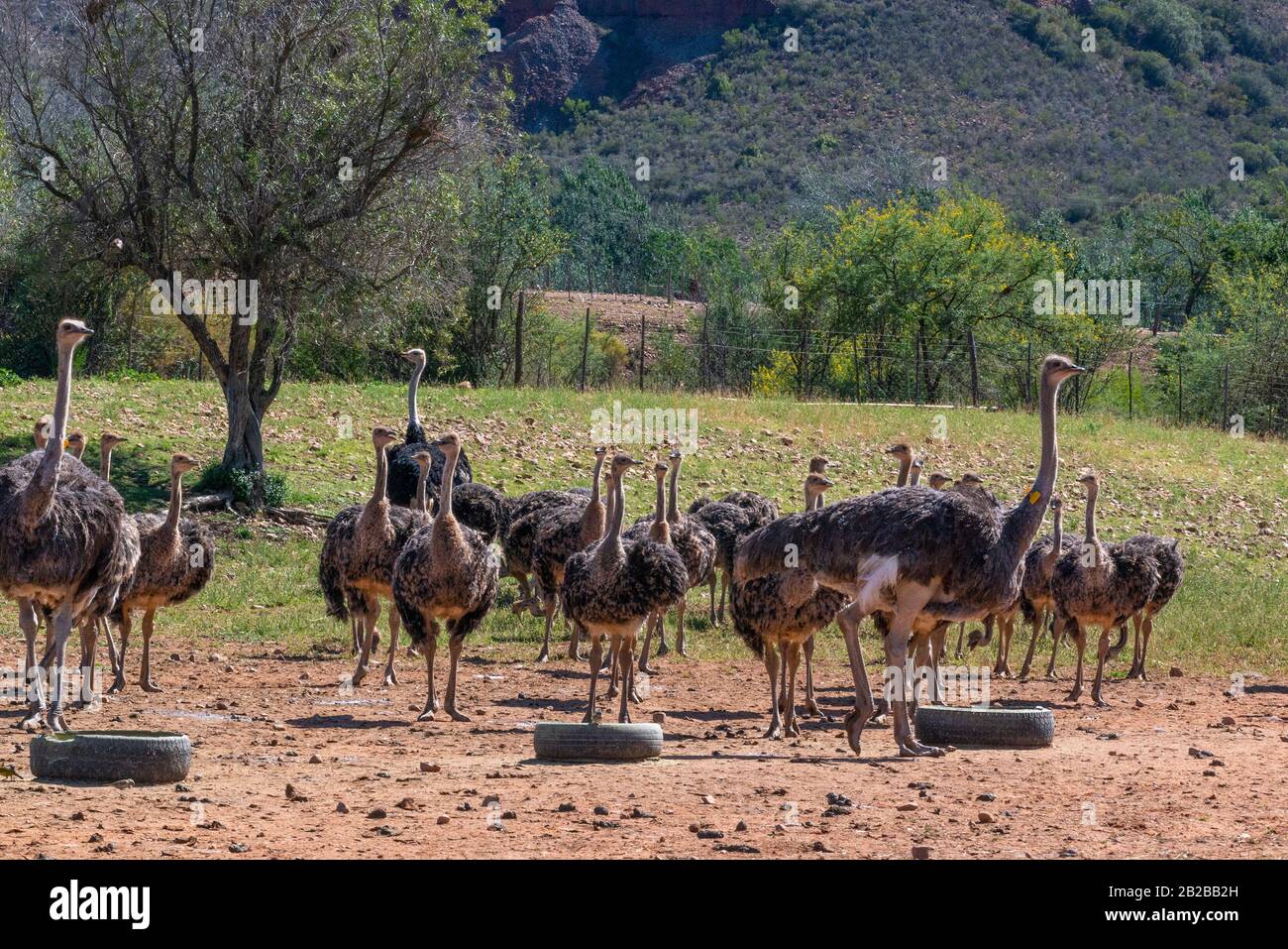 Flock of ostriches on ostrich farm in the wonderful countryside of the Karoo, Oudtshoorn, Western Cape, South Africa Stock Photo