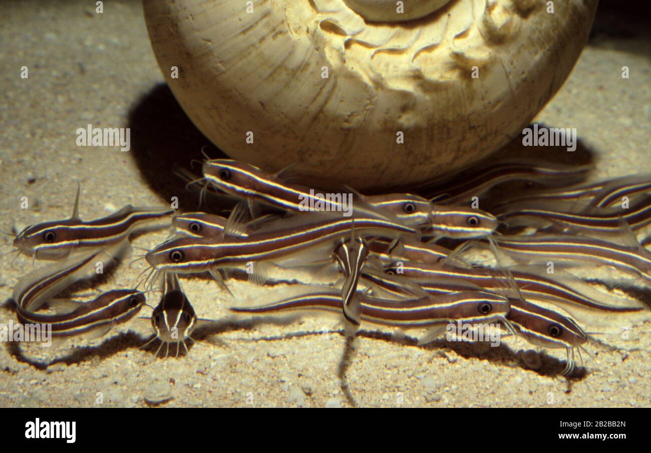 Striped marine catfish, Plotosus lineatus Stock Photo