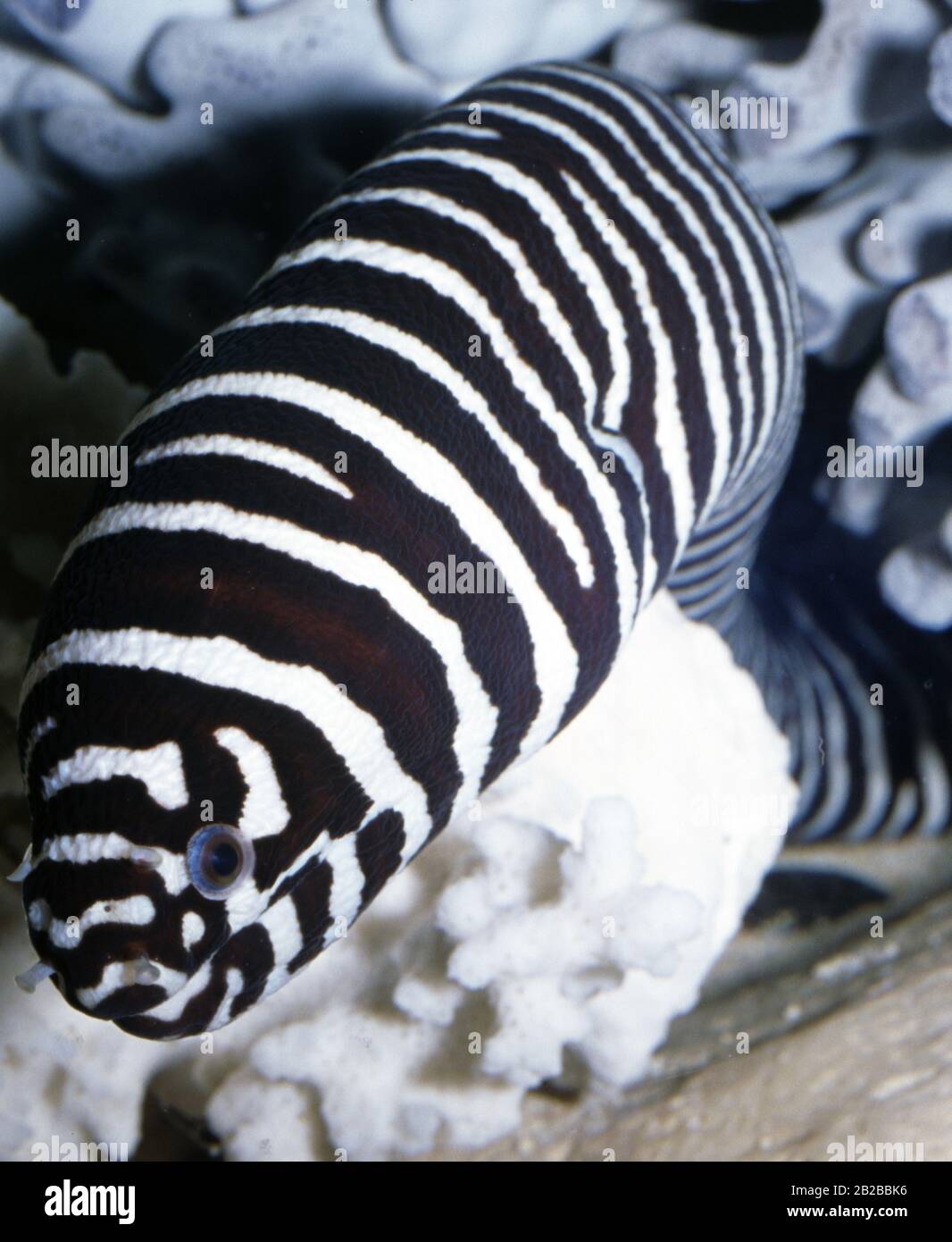 Zebra moray, Gymnomuraena zebra Stock Photo