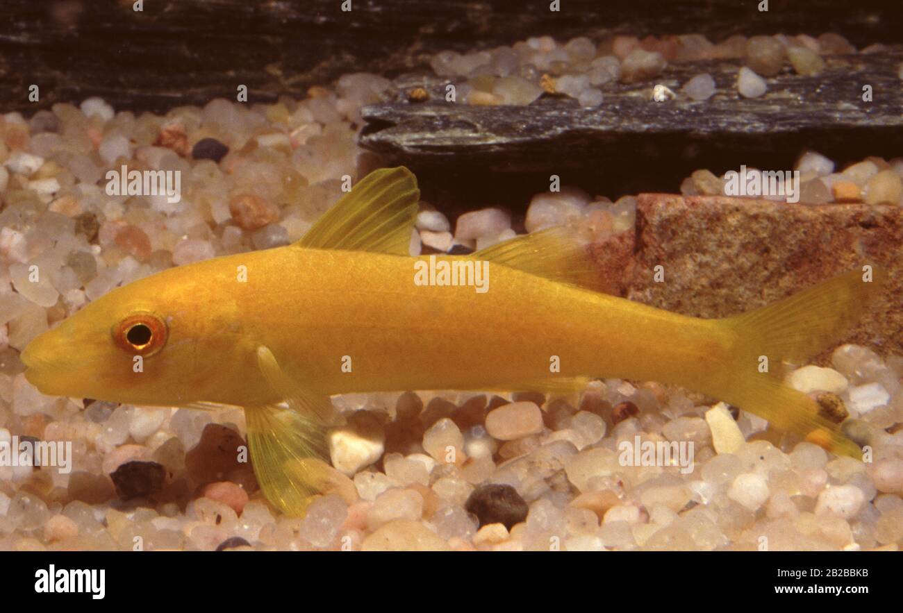 Yellow-saddle goatfish, Parupeneus cyclostomus Stock Photo