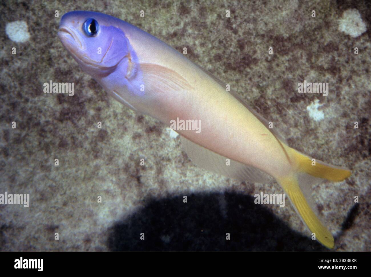 Purple-headed sand tilefish (Hoplolatilus starcki) Stock Photo