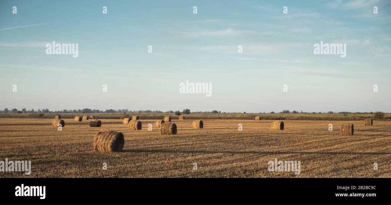 Agricultural field with straw bales after harvest Stock Photo - Alamy