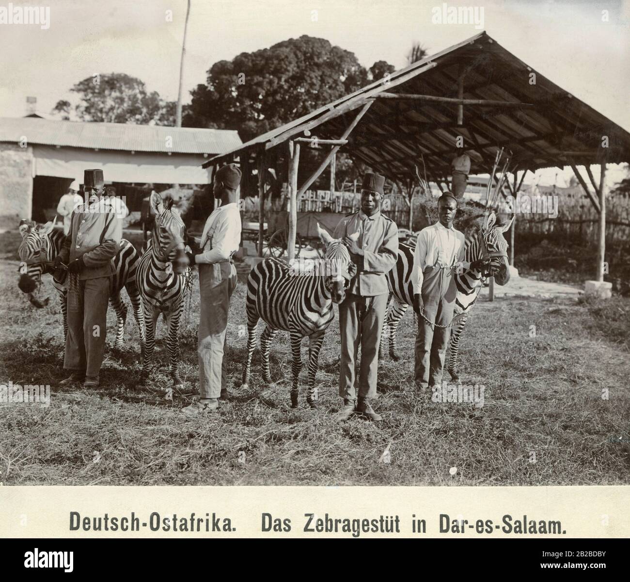 The zebra stud in Dar es Salaam in the German colony East Africa. Stock Photo