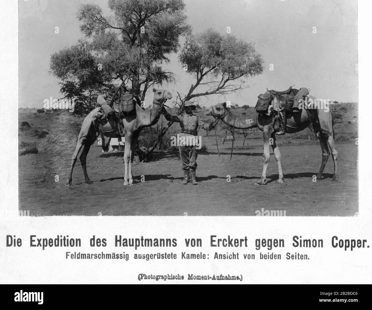 In German South West Africa, the native inhabitants rebelled against German supremacy between 1904 and 1908, first under the leadership of Hendrik Witbooi and after his death in 1905, under Simon Copper.  The German campaign under Captain Friedrich von Erckert was directed against them. The picture shows camels of the German Schutztruppe equipped for the field march. Stock Photo