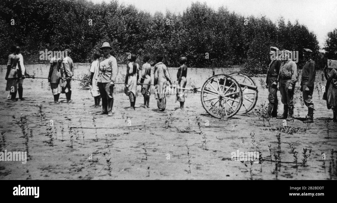 During the German colonial period, and especially during the First World War, local auxiliaries were recruited in the colonies or forced to serve the German troops. Here in the picture they act as human draught-horse for a gun carriage. The photo is undated. Stock Photo