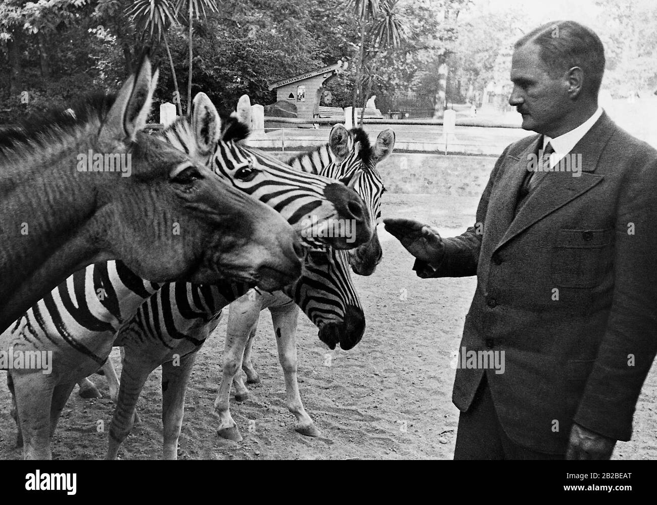 Lutz Heck (1892-1983), a German zoologist. Heck was the director of the Berlin Zoological Garden from 1932 to 1945 (undated photo). Stock Photo