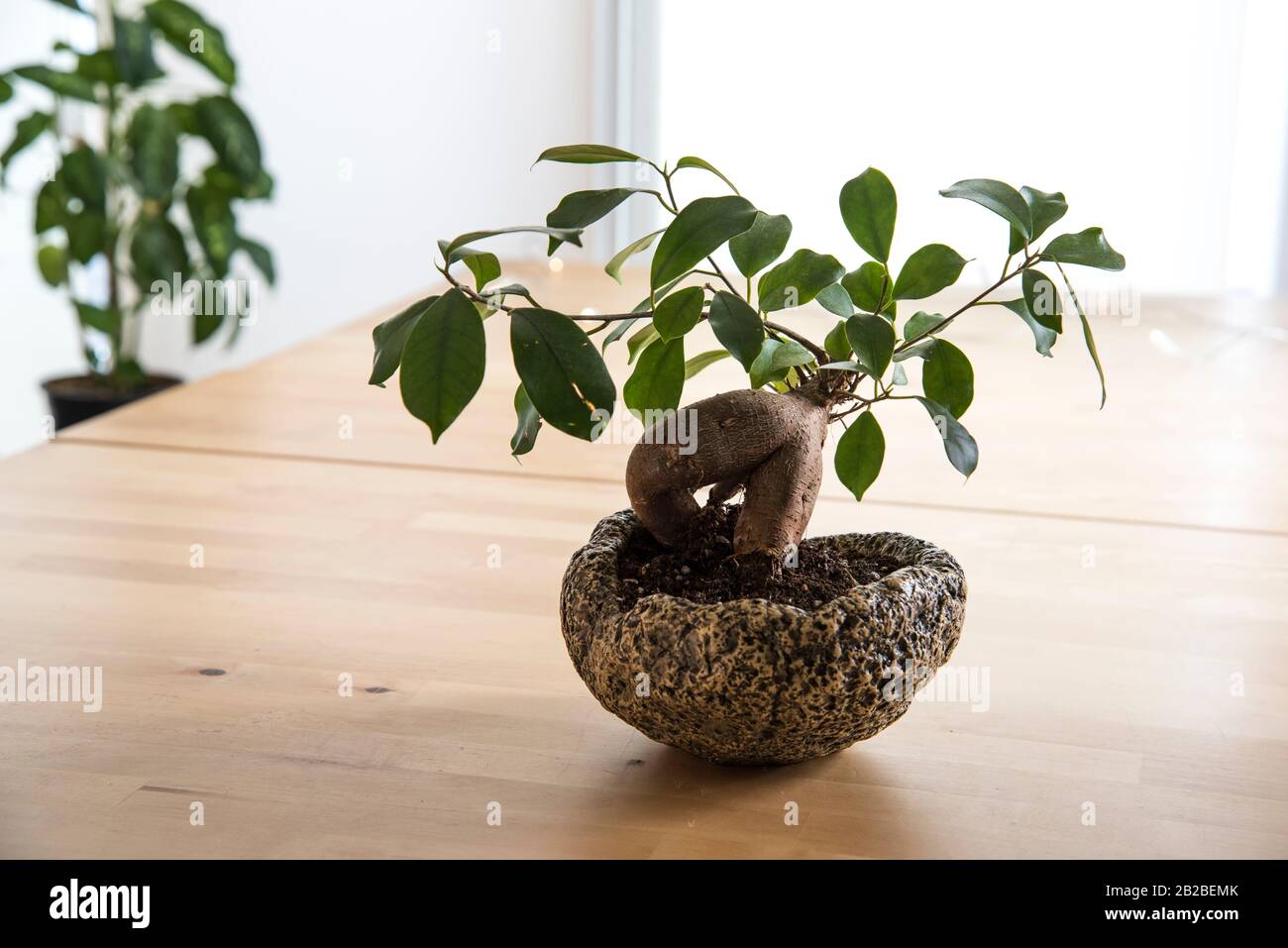 bonsai plant in a handmade pot Stock Photo - Alamy