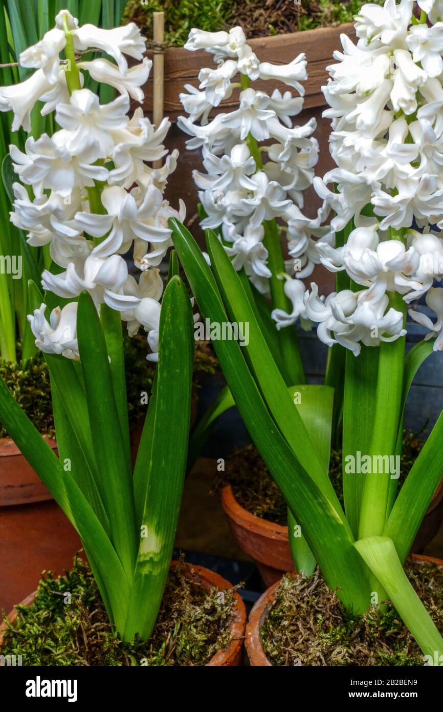 Spring white hyacinths in pots Stock Photo