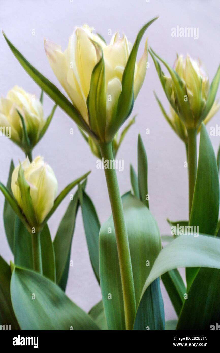 Tulipa 'Exotic Emperor' white tulips flowers Stock Photo