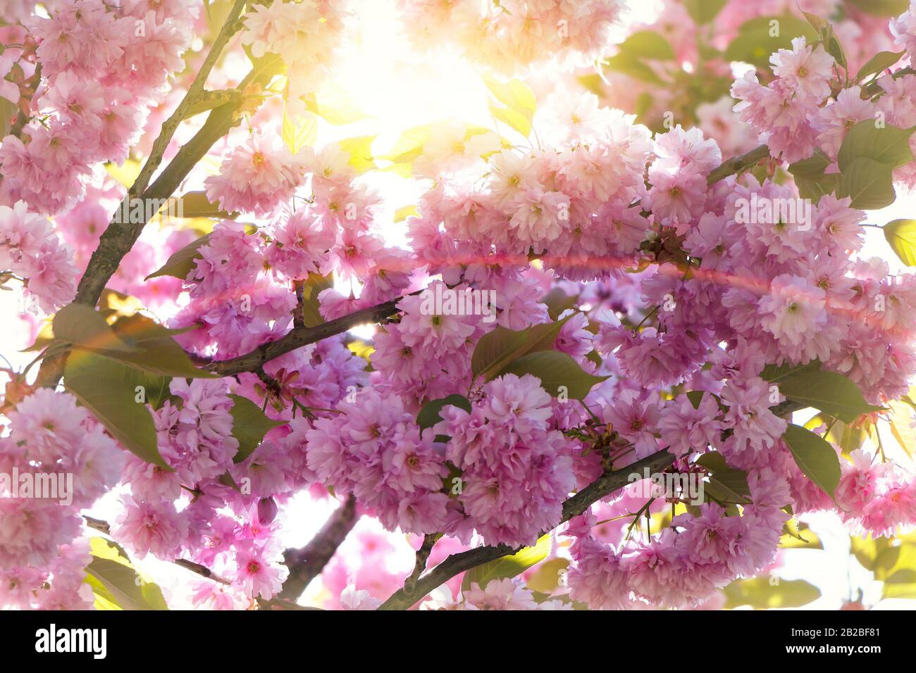 Soft focus on cherry blossom hi-res stock photography and images - Alamy