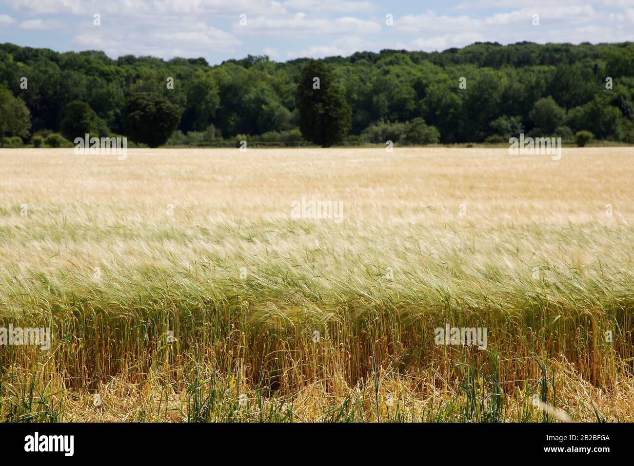 Wheat Field, UK Stock Photo