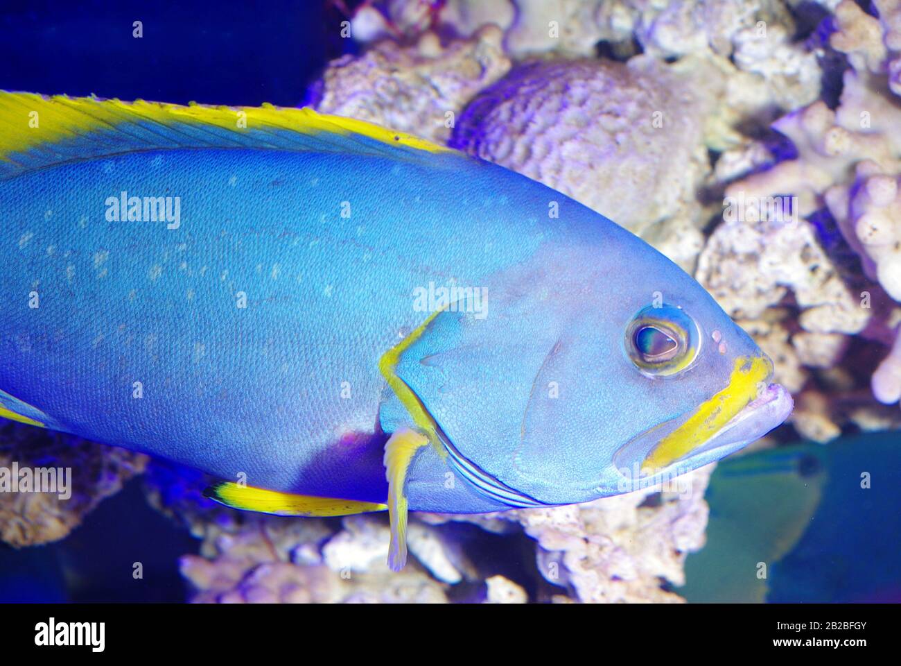 Yellow grouper hires stock photography and images Alamy
