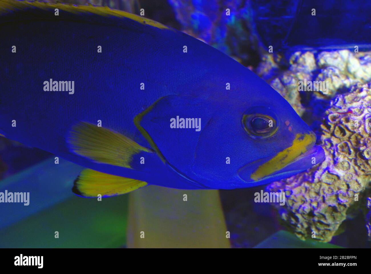 Yellow grouper hires stock photography and images Alamy