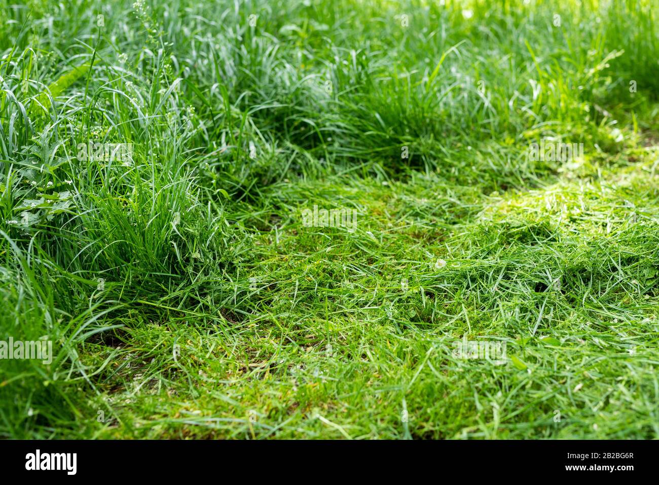 Pile of green freshly mowed tall grass at backyard or city park. Lawn