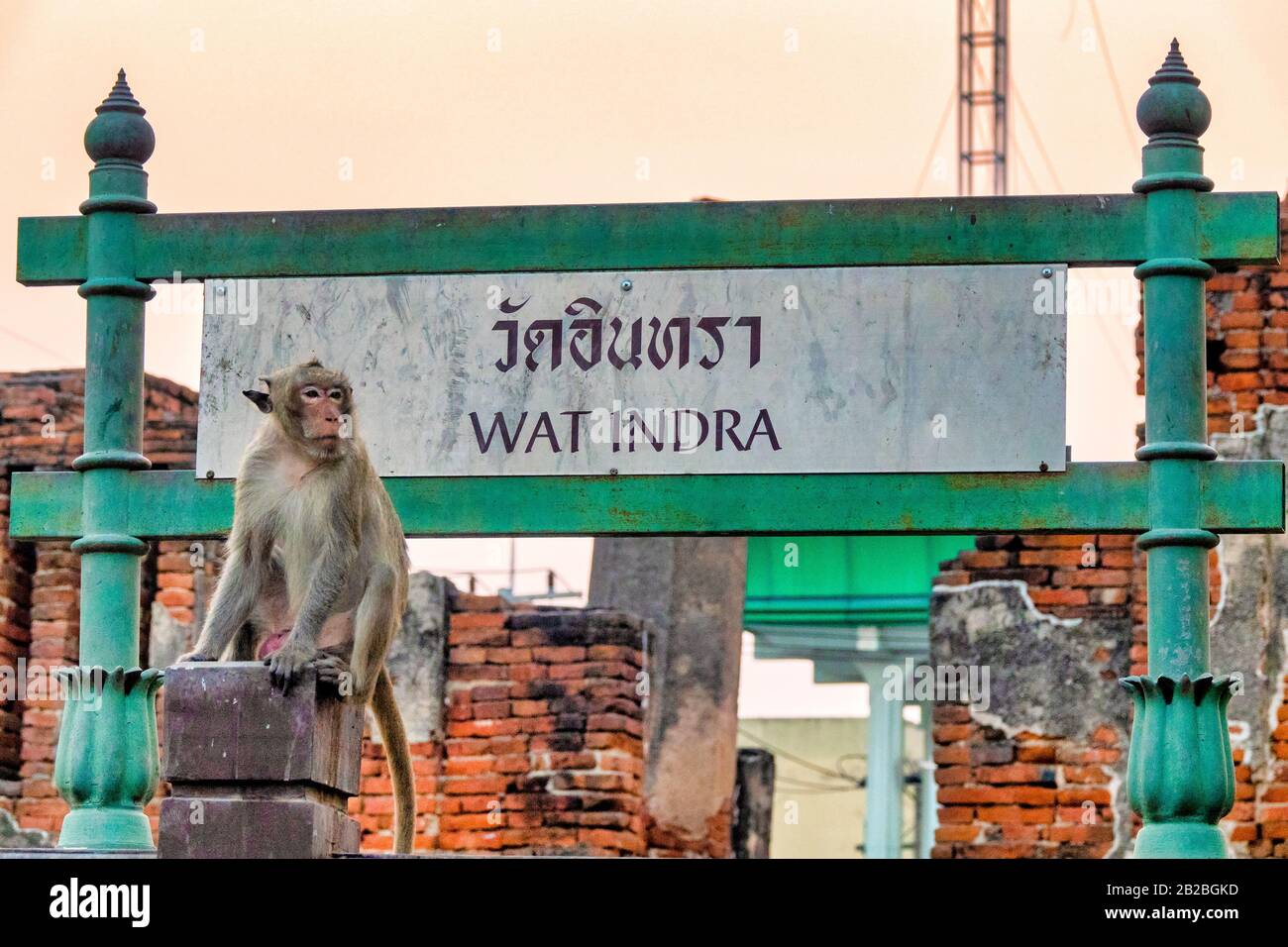 Crab-eating macaque (Macaca fascicularis) near the ruins of  Wat Indra, Lopburi, Thailand Stock Photo