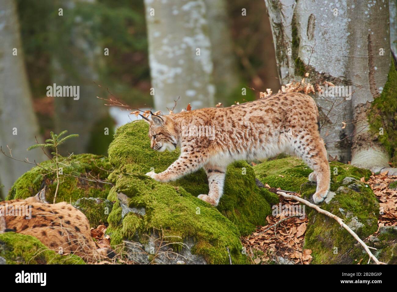 Eurasian Lynx (Lynx Lynx) In A Forest, Captive, Bavarian Forest ...