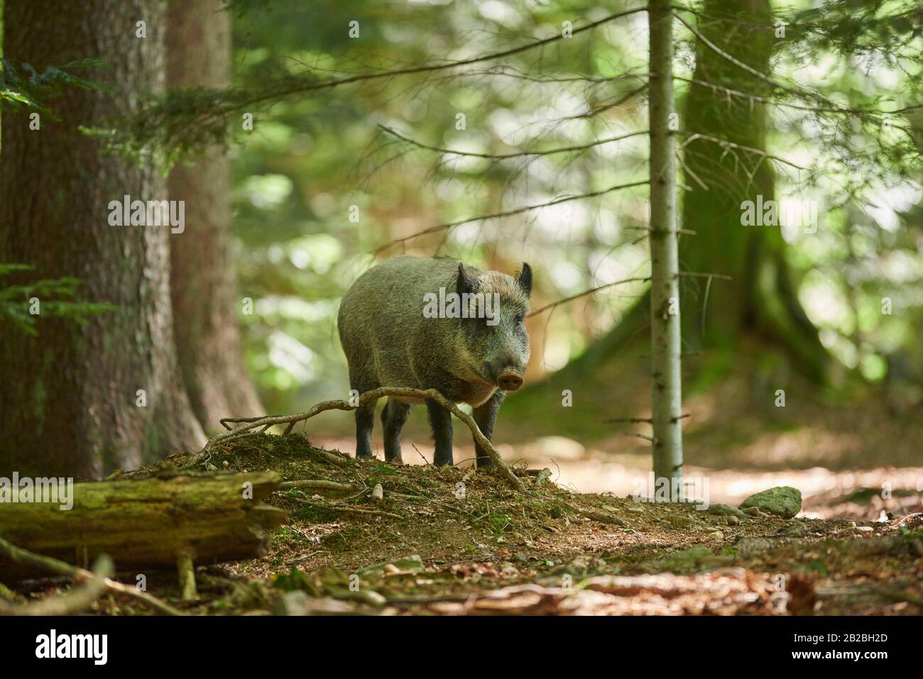 Wild boar (Sus scrofa) in a forest in summer, Bavarian Forest National Park, Bavaria, Germany, Europe. Stock Photo