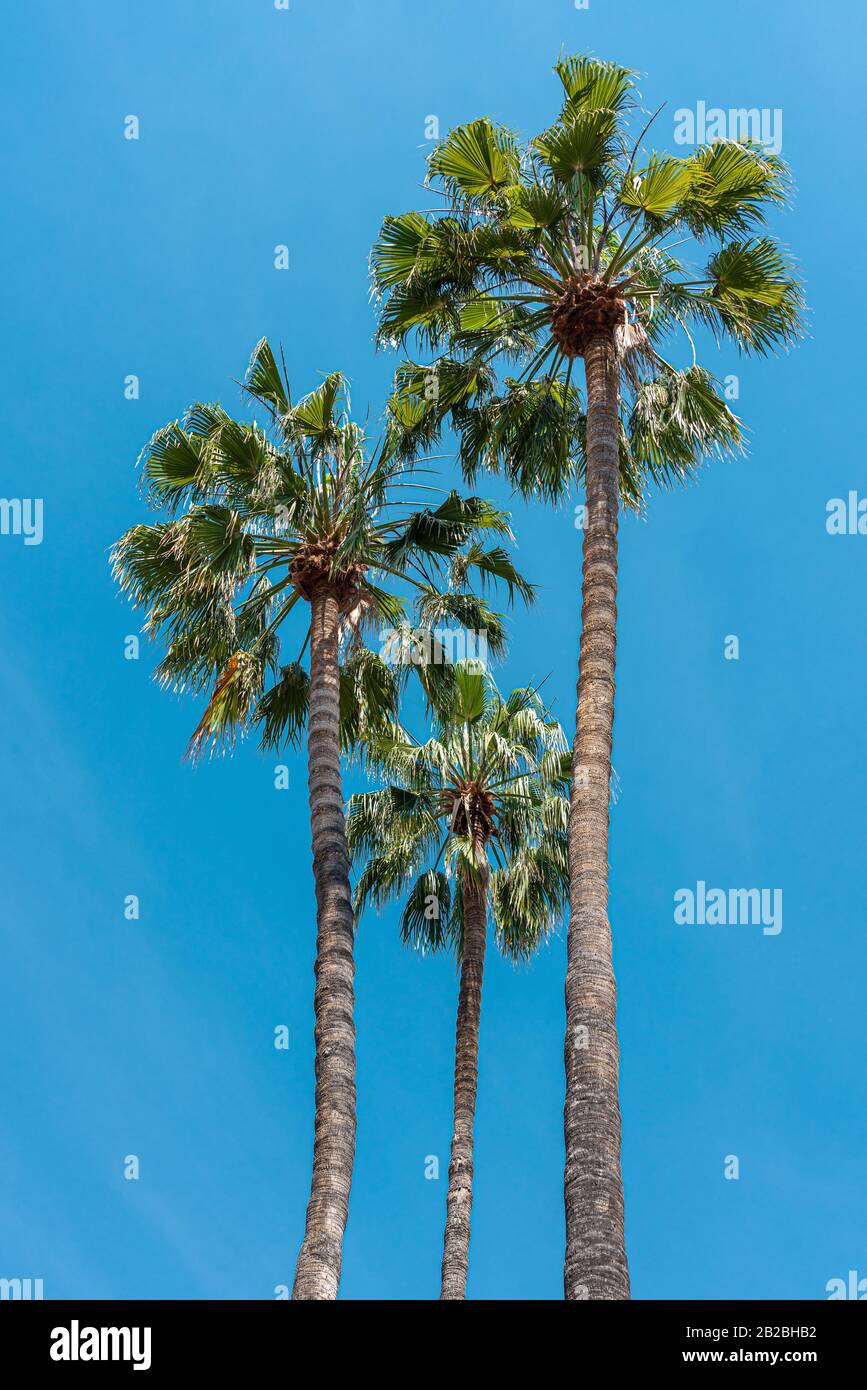 Palm Trees In California State Stock Photo Alamy