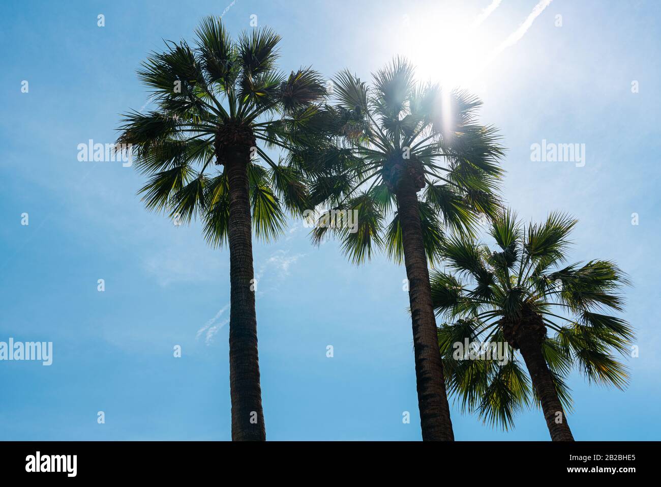 Palm Trees In California State Stock Photo Alamy