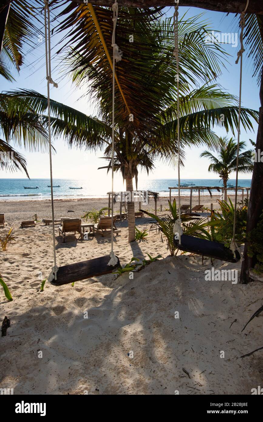 beach palm swinger west