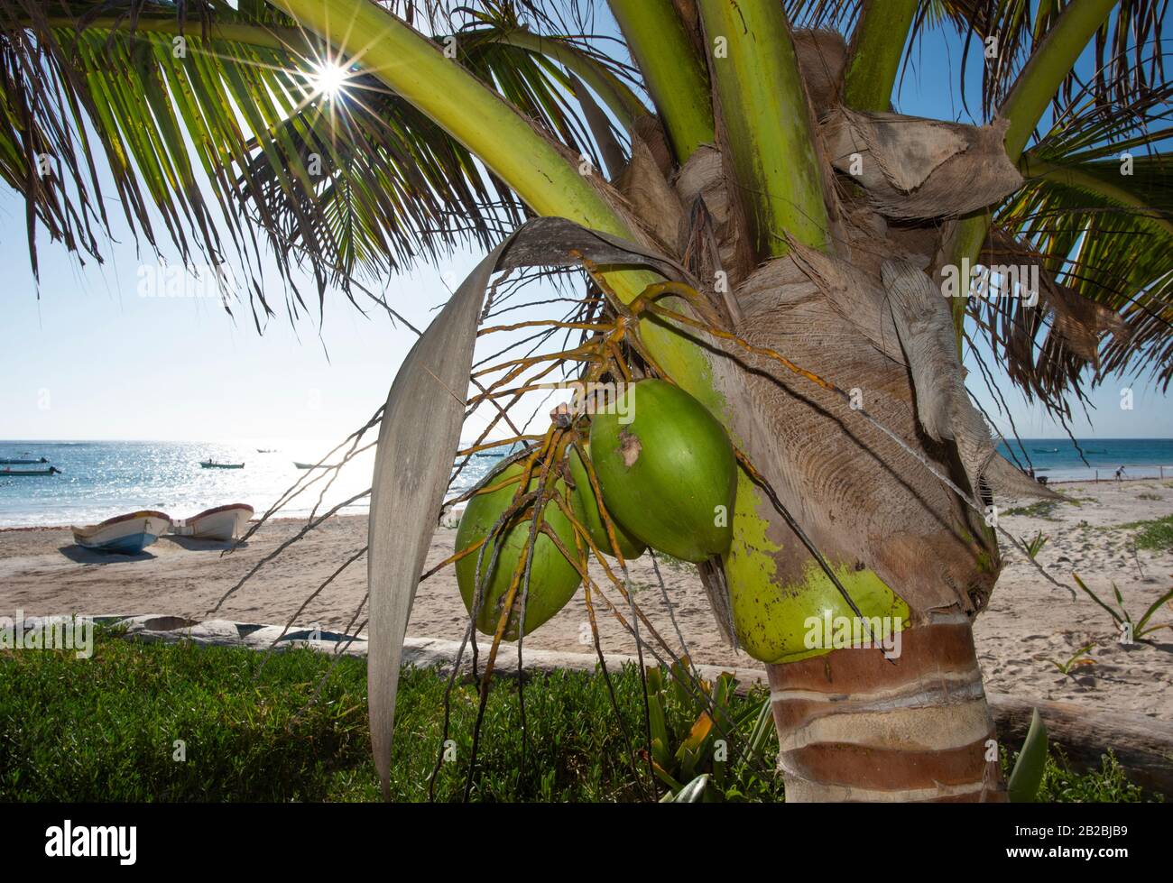 coconut palm tree on the beach. Coconuts in the foreground. Tropical beach in the background in Tulum Mexico Stock Photo