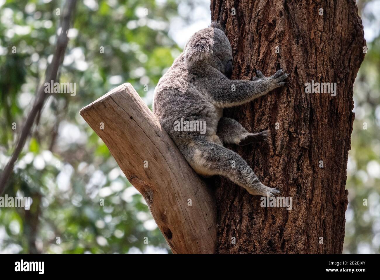 Koala sleeping tree hi-res stock photography and images - Alamy