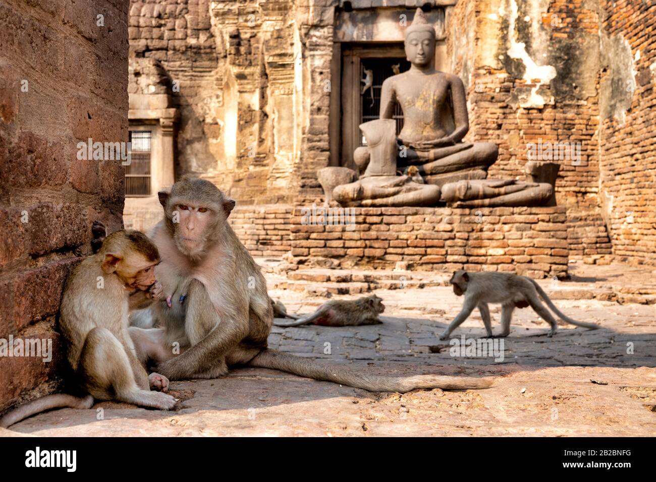 Crab-eating macaque (Macaca fascicularis) in front of Jayabuddhamahanatha (Victorius Buddha, the Great Protector) in Prang Sam Yod Stock Photo