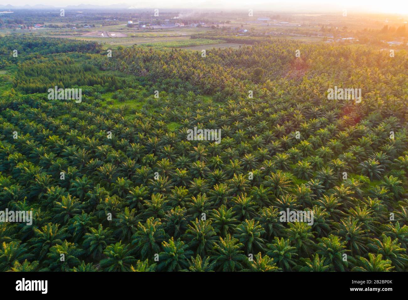 Oil palm plantation field aerial view with sun light green tree pattern ...