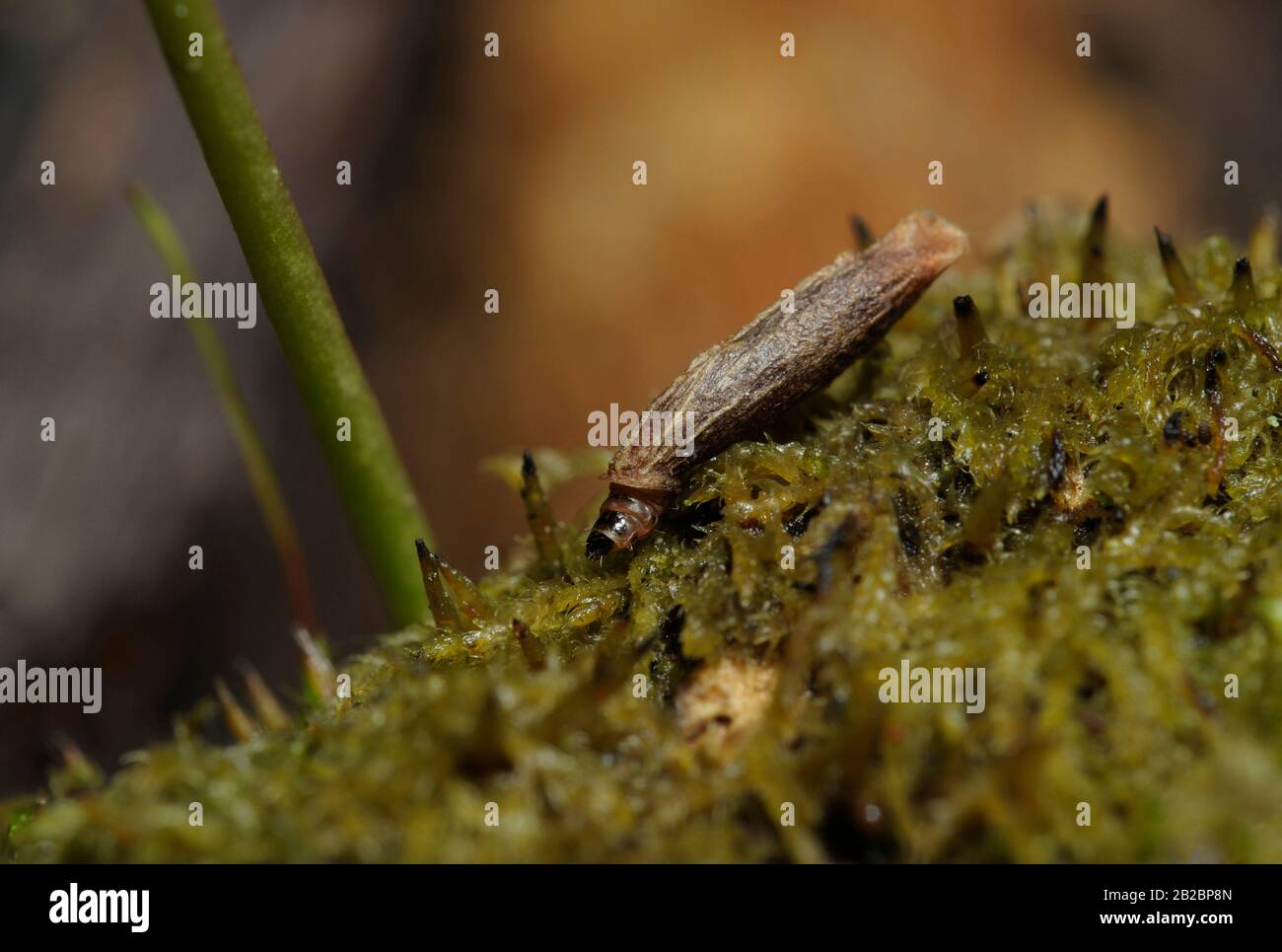 Caddisfly, Trichoptera, larvae in its case crowling on the green moss on a red background Stock Photo