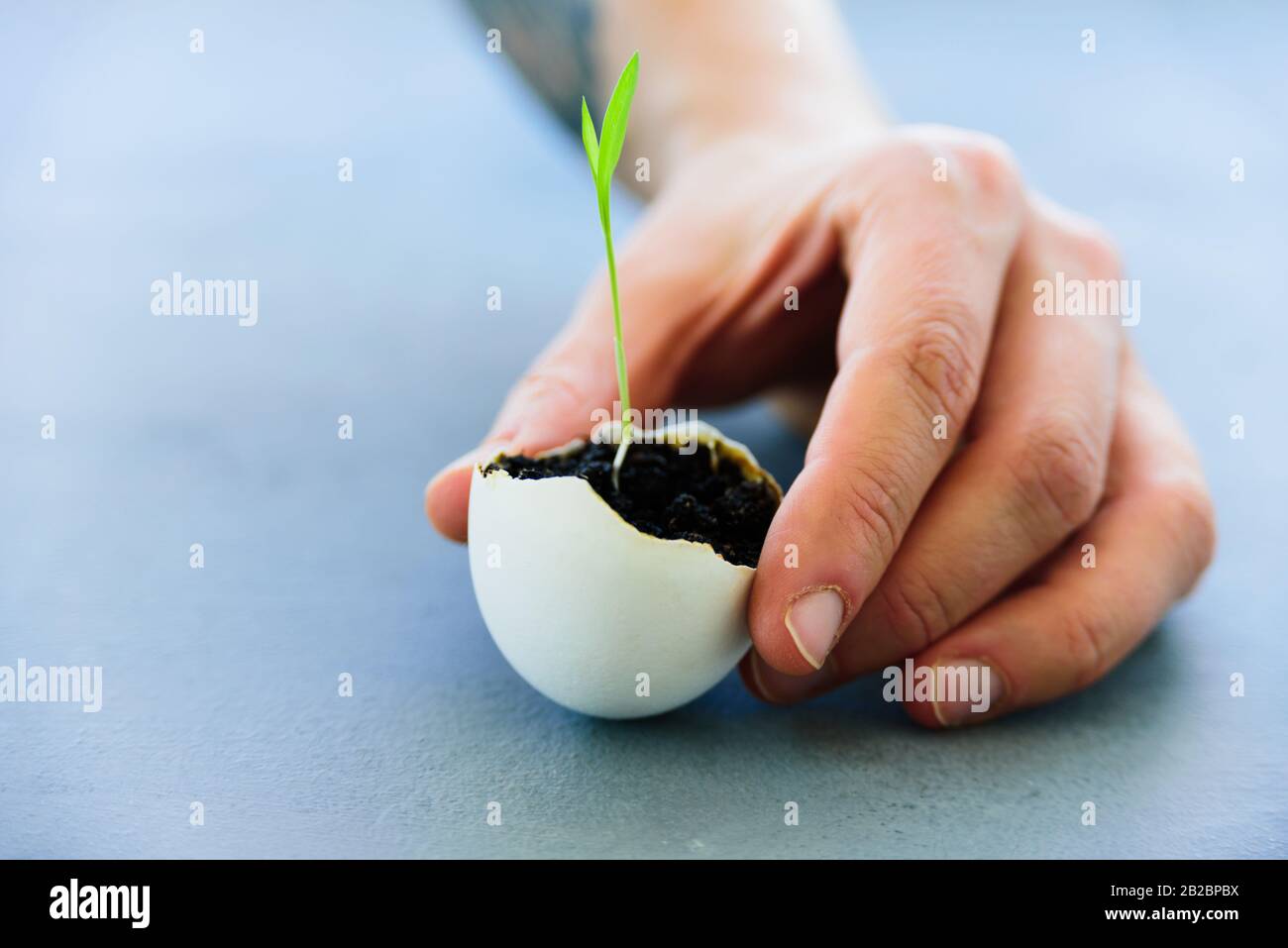 Egg shell with growing sprout in woman hands. Spring and Easter concept Stock Photo