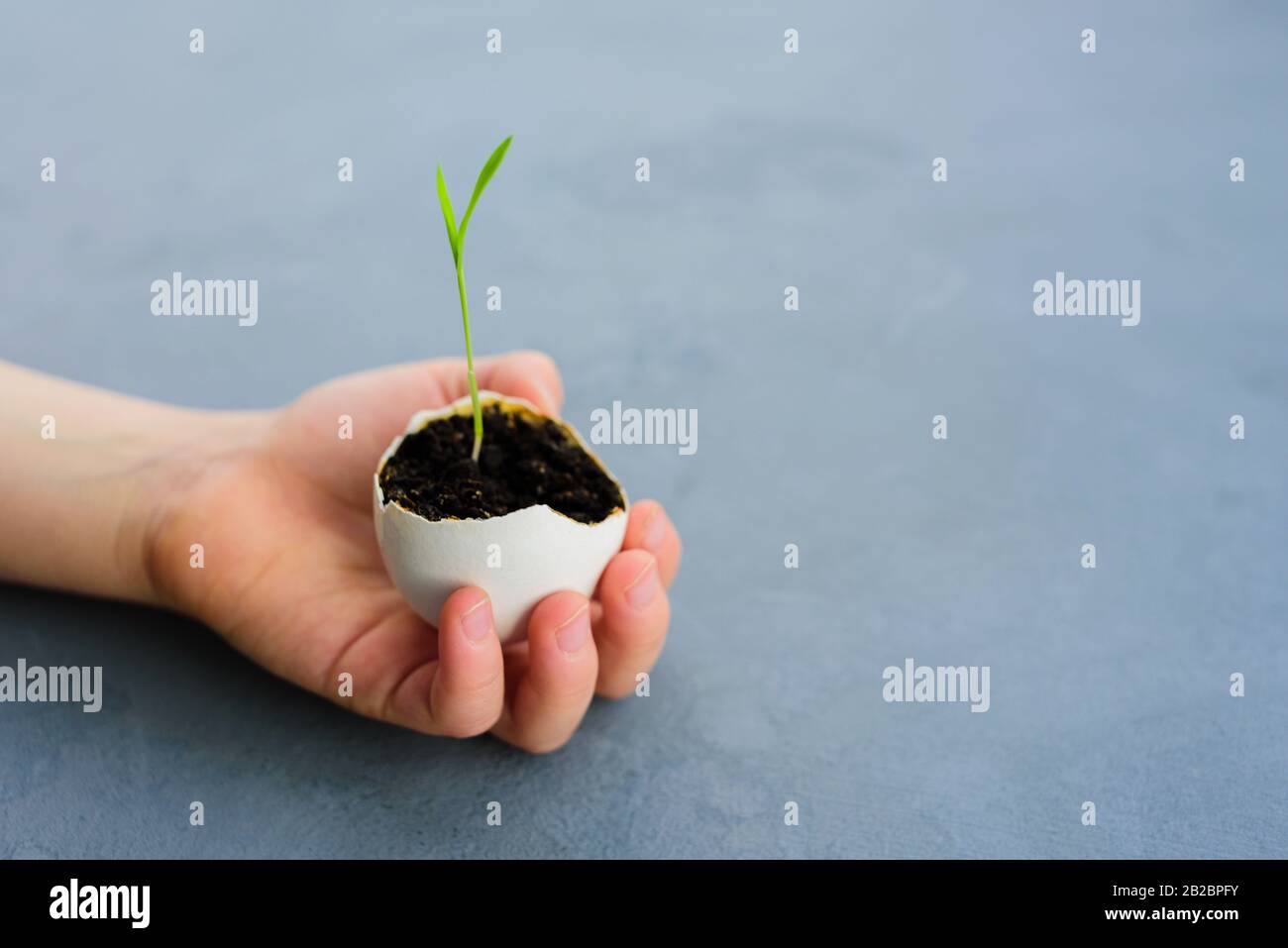 Egg shell with growing sprout in child ands. Spring and Easter concept Stock Photo