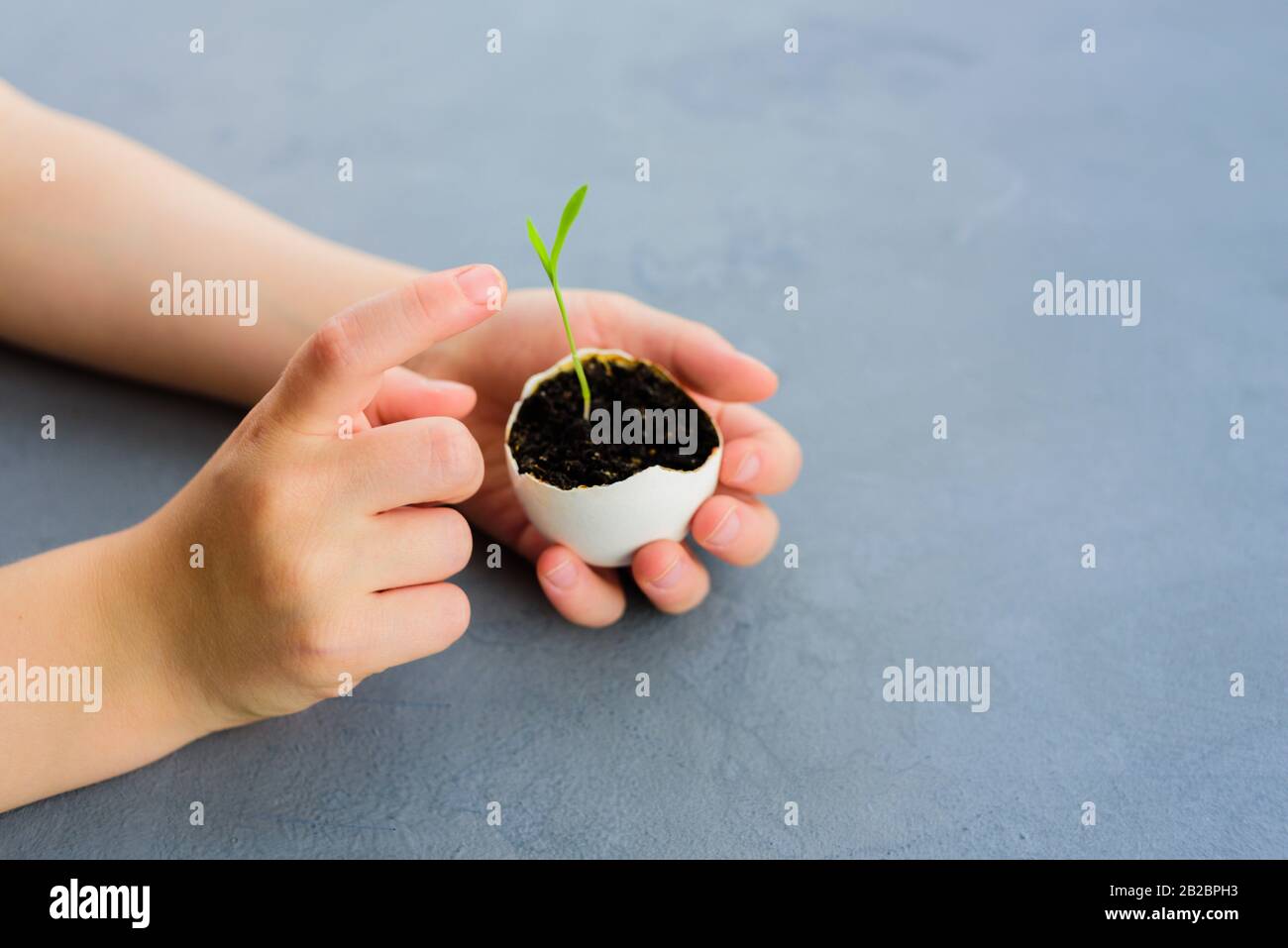 Egg shell with growing sprout in child ands. Spring and Easter concept Stock Photo