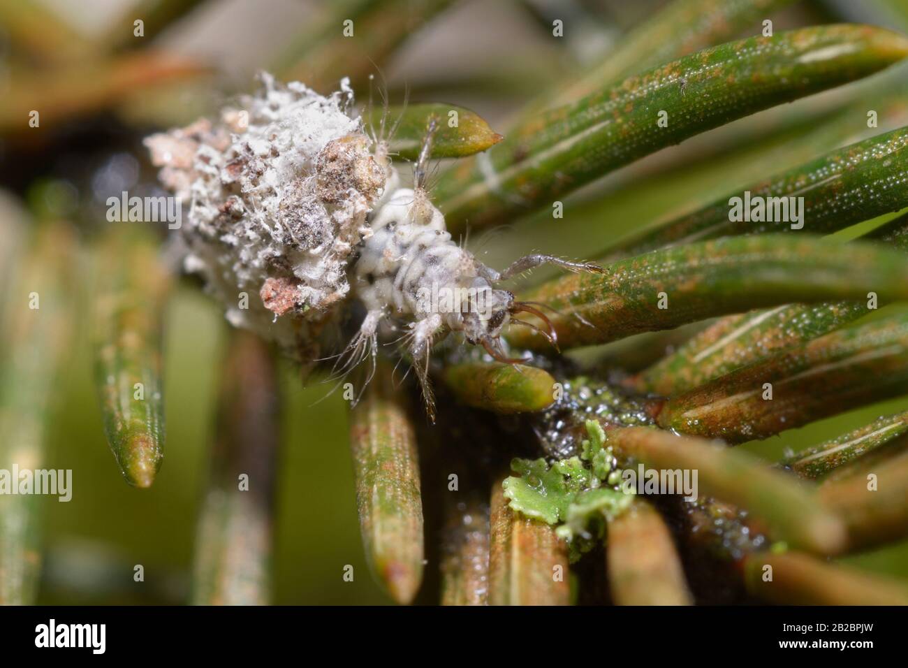 Trash bug, green lacewing larvae Neuroptera Chrysopidae, among green pine needles Stock Photo