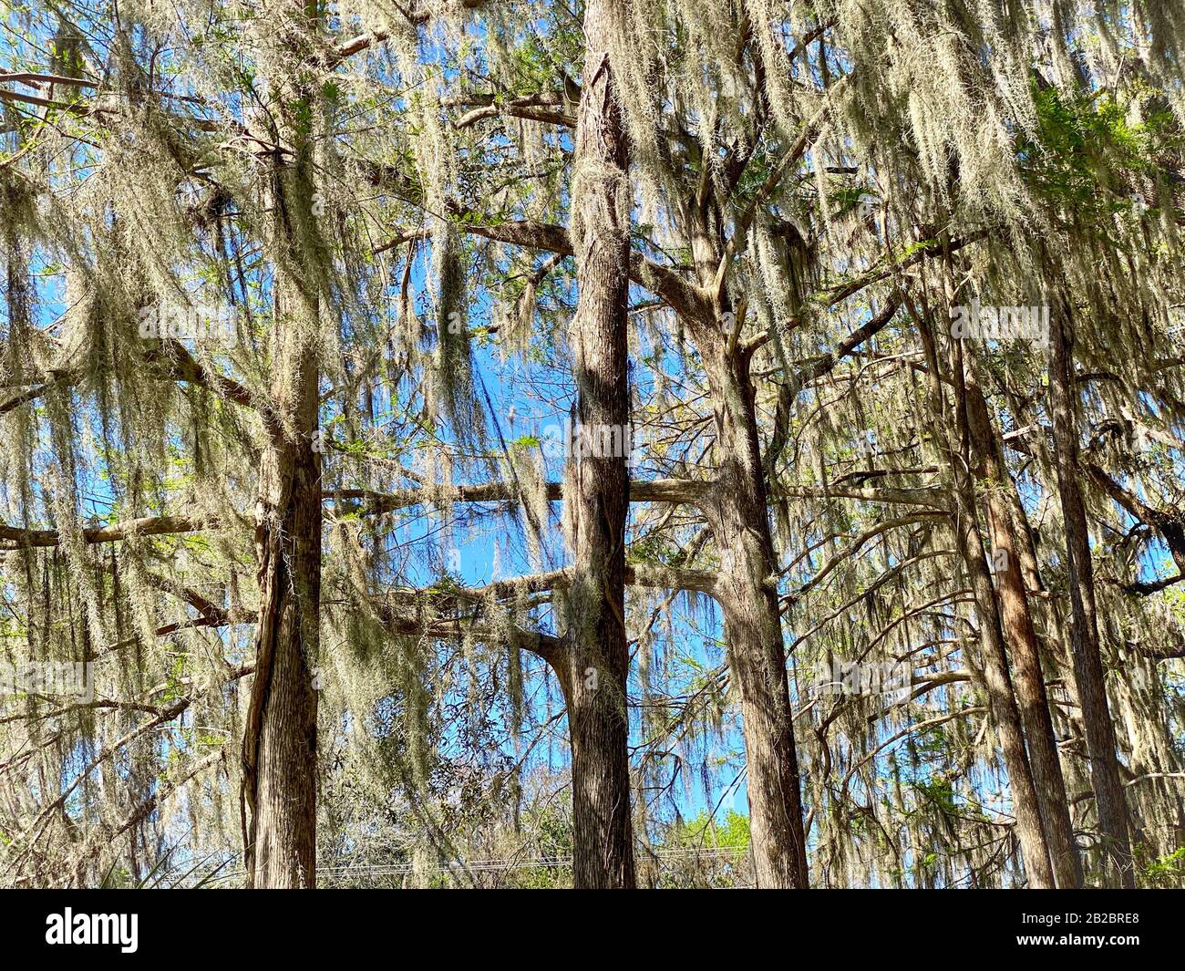 Cross Creek, Florida Stock Photo Alamy