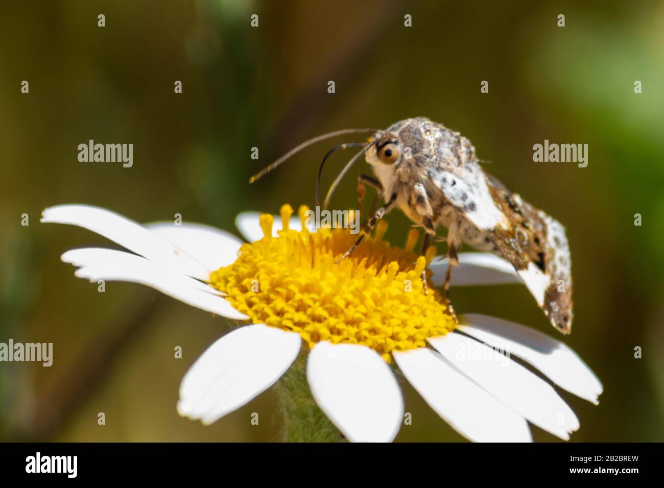 Acontia lucida, pale shoulder moth Stock Photo