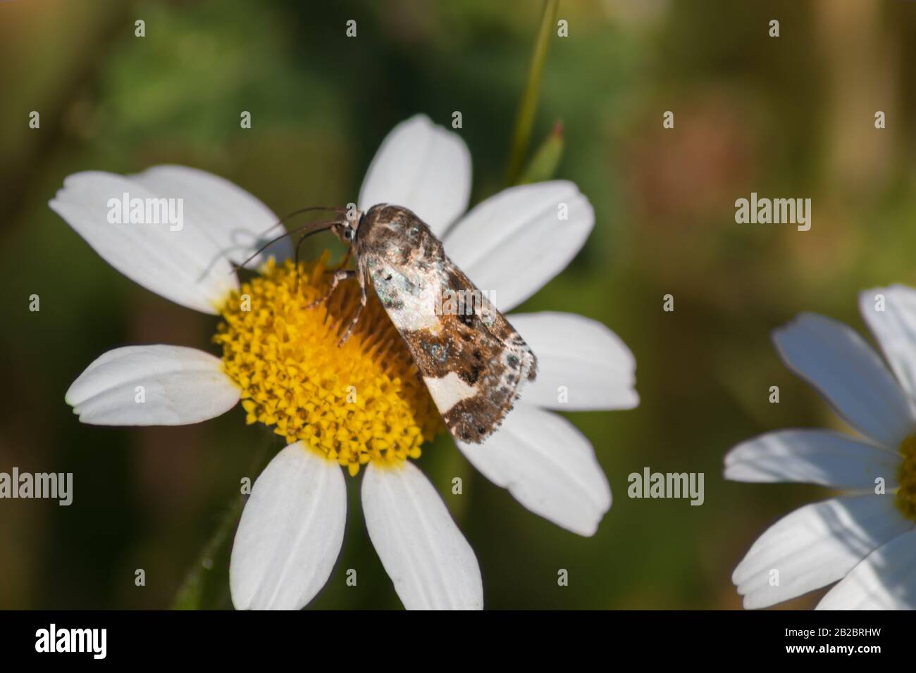 Acontia lucida, pale shoulder moth Stock Photo
