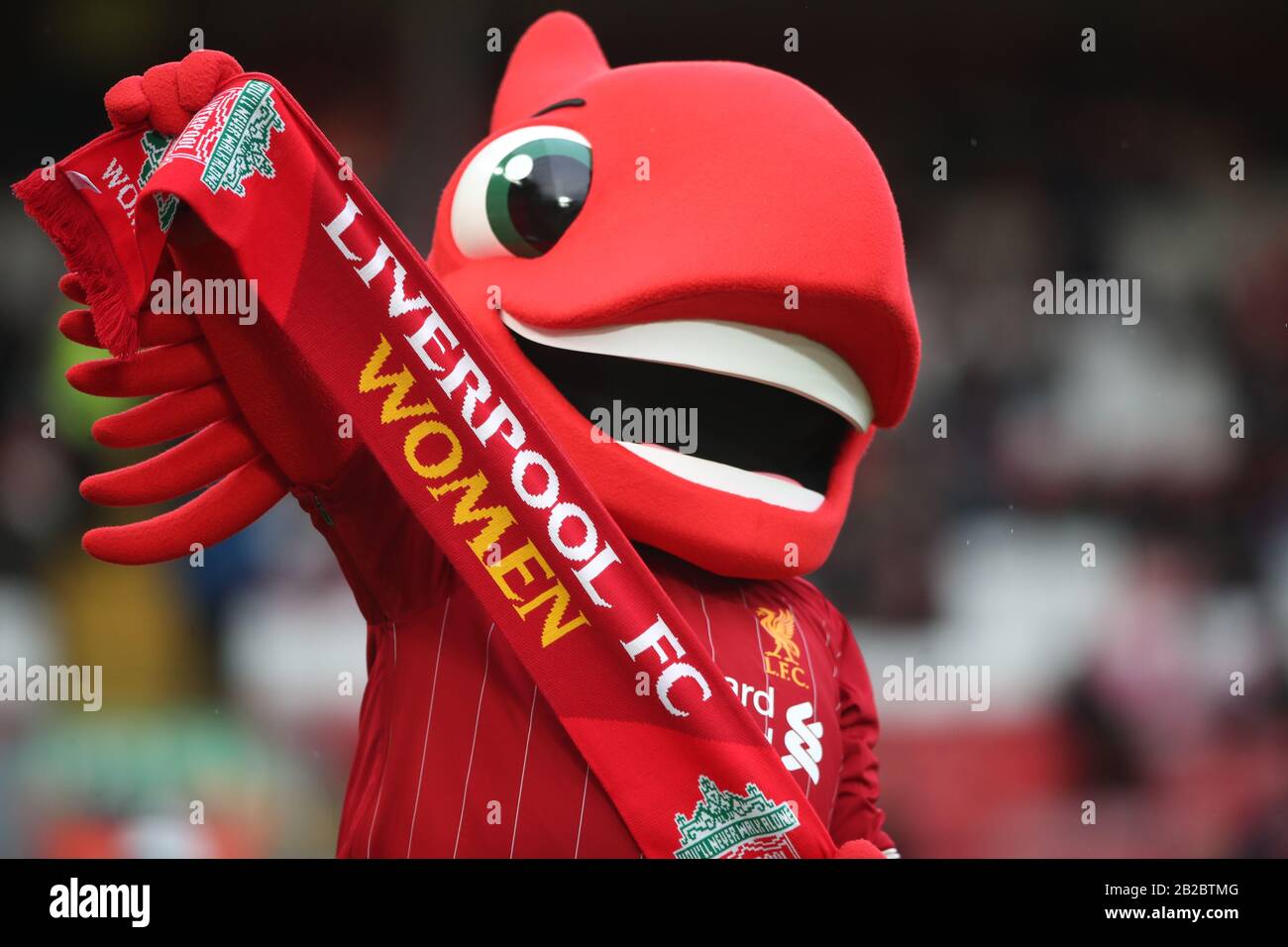Liverpool FC club mascot holds Liverpool Women's scarf during the FA Women's Super League match at Anfield, Liverpool. Stock Photo