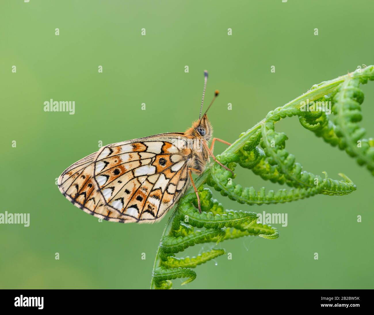 A Small Pearl-bordered Fritillary butterfly roosting on a plant, with its wings closed. Taken at Priddy Mineries in Somerset, England. Stock Photo