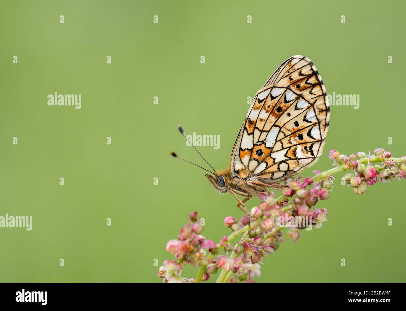 A Small Pearl-bordered Fritillary butterfly roosting on a plant, with its wings closed. Taken at Priddy Mineries in Somerset, England. Stock Photo