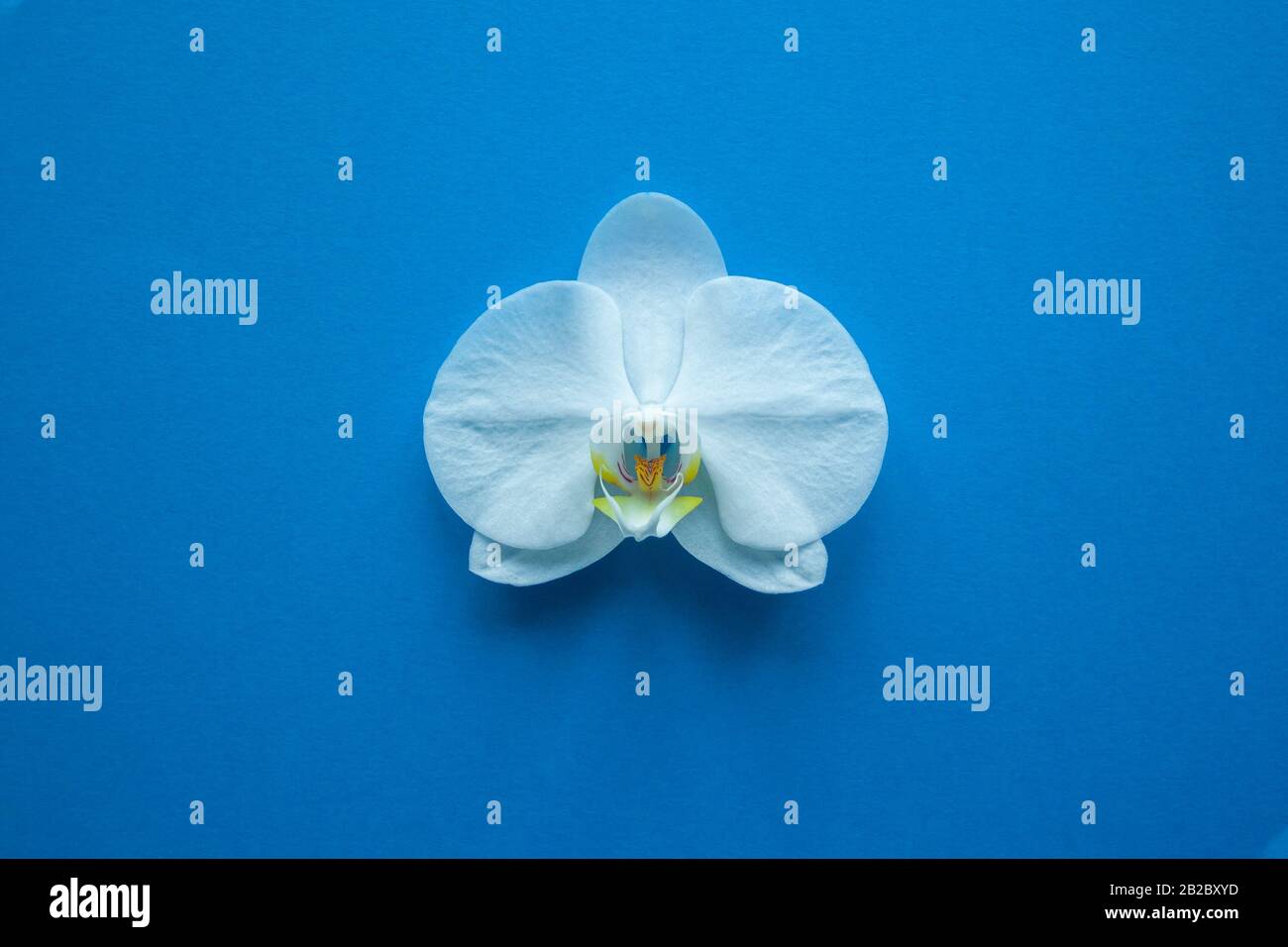 Orchid light blue background hi-res stock photography and images - Alamy