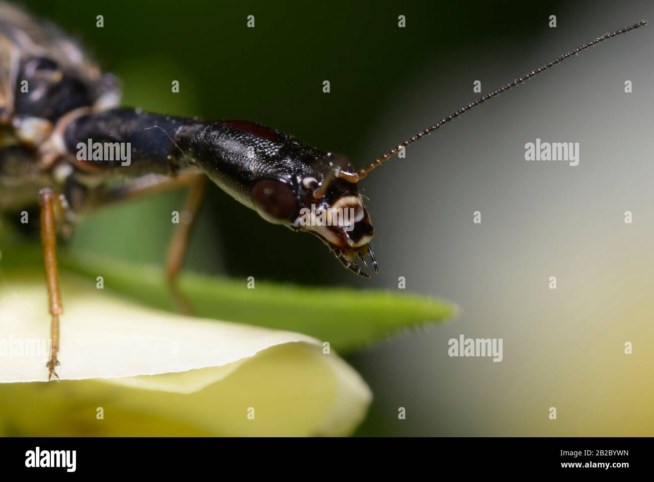 Head of the snakefly Raphidioptera sitting on the tiny forest flower Stock Photo